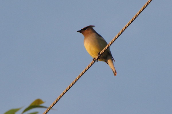 Bird-1
